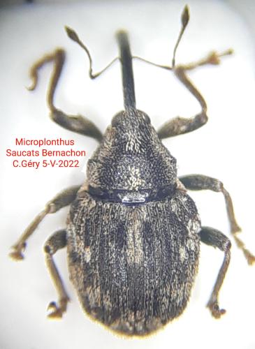 Réf. 338 471 : Ceutorhynchinae inconnu